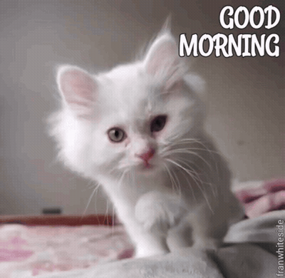 A White Kitten Is Sitting On A Bed With The Words " Good Morning " Above It GIF