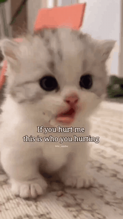 A White Kitten Is Sitting On The Floor With Its Mouth Open And A Caption That Says `` If You Hurt Me This Is Who You Hur GIF