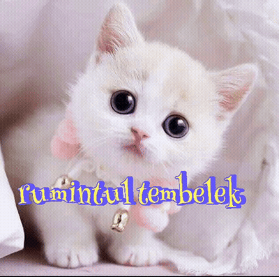 A White Kitten With A Pink Bow Around Its Neck Is Sitting On A Bed Next To A Sign That Says Rumantultembelek GIF
