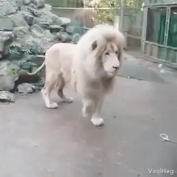 A White Lion With A Long Mane Is Walking On The Ground In A Cage . GIF