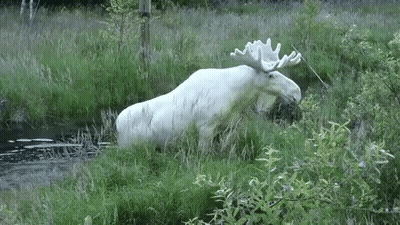 A White Moose With Antlers Is Standing In The Grass Near A River . GIF
