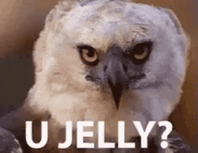 A White Owl Is Looking At The Camera With The Words `` U Jelly '' Written On It . GIF