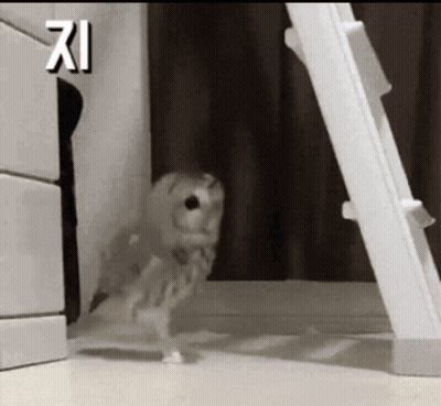 A White Owl Is Standing In Front Of A Ladder GIF