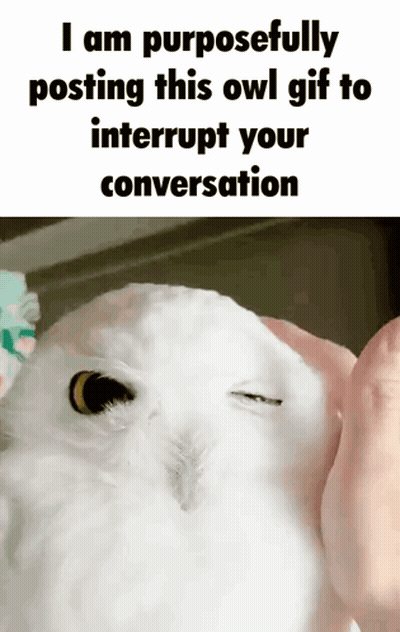 A White Owl With A Caption That Says I Am Purposefully Posting This Owl Gif