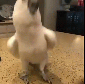 A White Parrot Is Standing On Its Hind Legs On Top Of A Counter . GIF