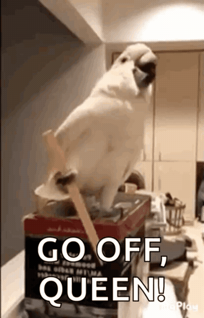A White Parrot Is Standing On Top Of A Box And Says Go Off Queen . GIF
