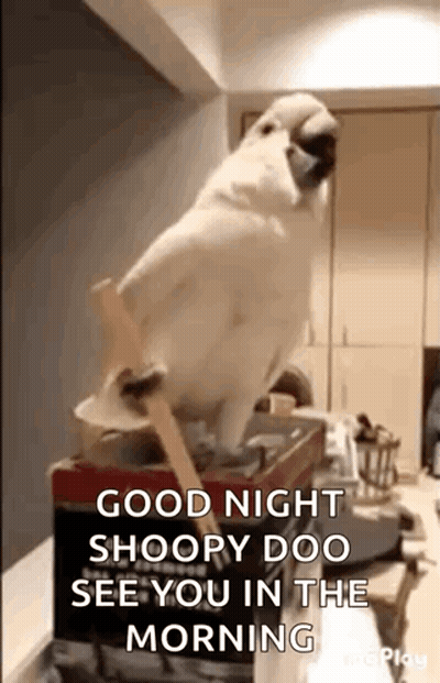 A White Parrot Wearing A Mask Is Sitting On A Box And Talking . GIF