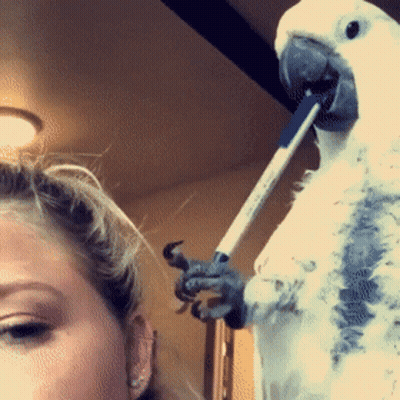 A White Parrot With A Pen In Its Beak GIF