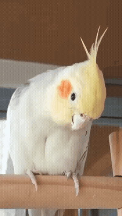 A White Parrot With A Yellow Head Is Sitting On A Wooden Railing And Looking At The Camera . GIF