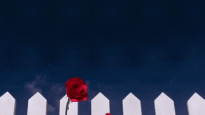 A White Picket Fence With Red Roses In Front Of It GIF
