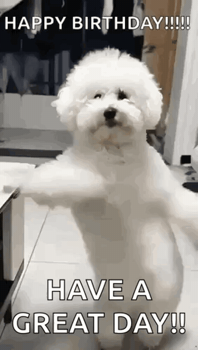 A White Poodle Is Standing On Its Hind Legs And Says `` Happy Birthday !!! Have A Great Day !! '' GIF