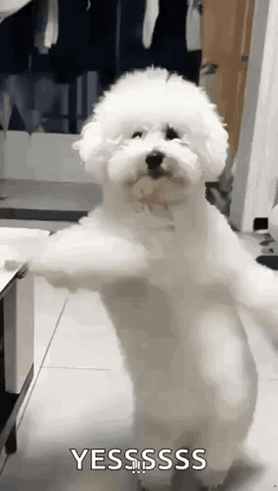 A White Poodle Is Standing On Its Hind Legs In A Kitchen . GIF