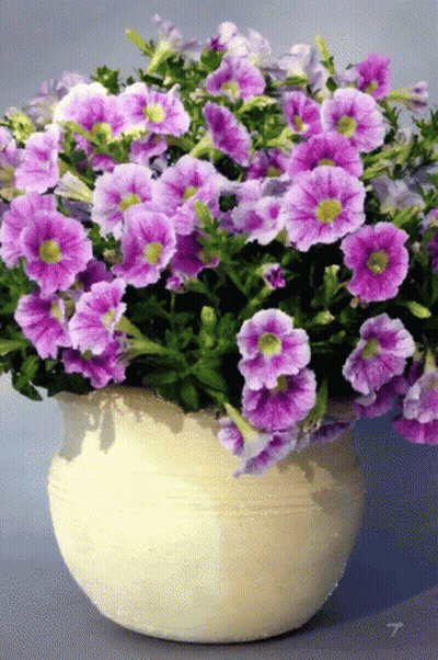 A White Pot Filled With Purple Flowers And Green Leaves GIF