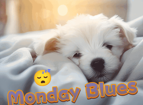 A White Puppy Is Laying On A Blanket With The Words Monday Blues Written Above It GIF