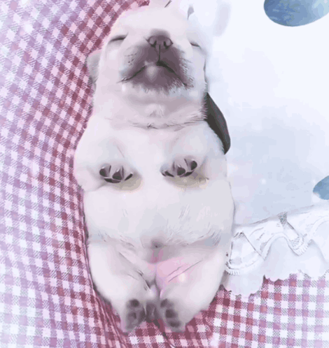 A White Puppy Is Laying On Its Back On A Checkered Blanket GIF