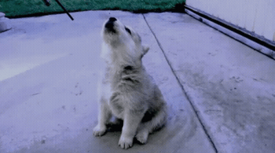A White Puppy Is Sitting On A Concrete Surface And Howling At The Sky . GIF