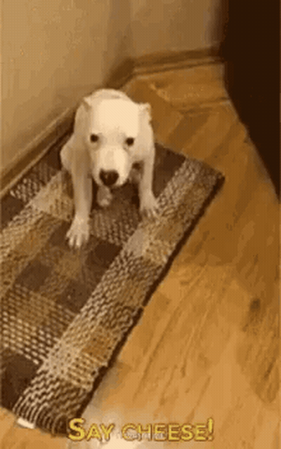 A White Puppy Is Sitting On A Rug On The Floor . GIF
