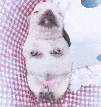 A White Puppy Is Sleeping On Its Back On A Checkered Blanket GIF