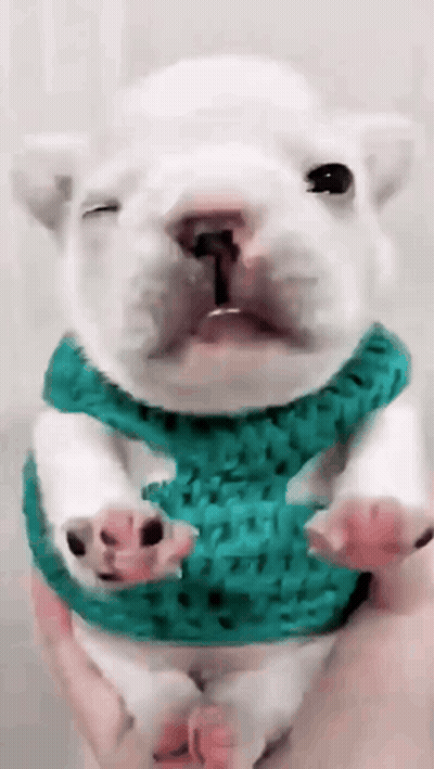 A White Puppy Wearing A Green Sweater Is Being Held By A Person GIF
