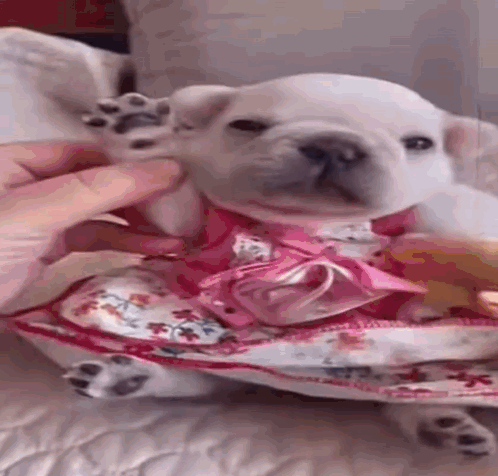 A White Puppy Wearing A Pink Dress Is Being Held By A Person . GIF