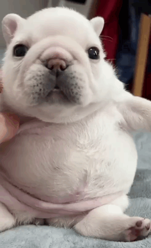 A White Puppy With A Pink Shirt Around Its Neck Looks At The Camera GIF