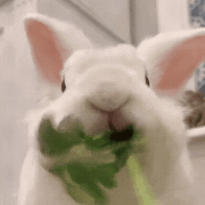 A White Rabbit Is Eating A Green Leaf With Its Mouth Open GIF