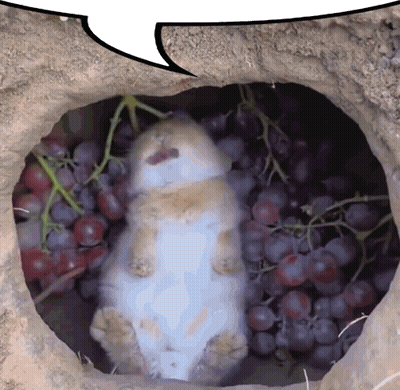 A White Rabbit Is Laying In A Pile Of Grapes GIF