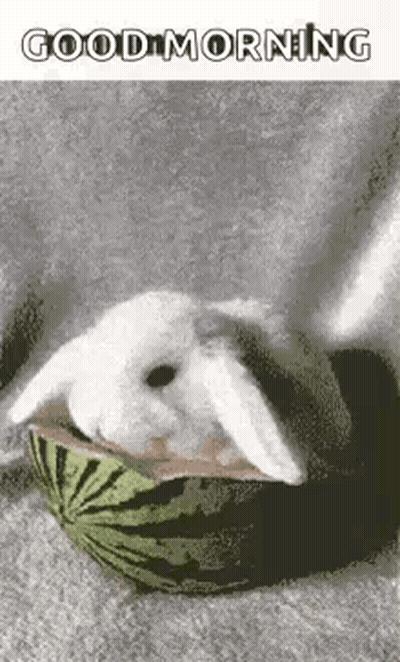 A White Rabbit Is Laying In A Watermelon And Eating It . GIF