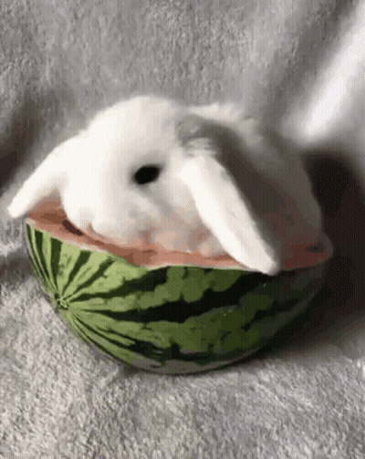 A White Rabbit Is Laying Inside Of A Watermelon Slice . GIF