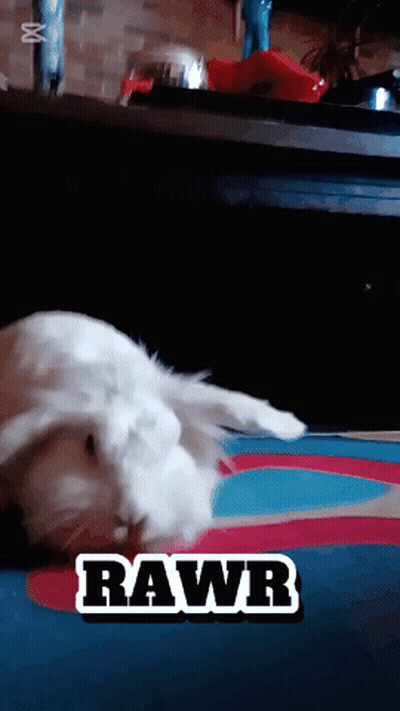A White Rabbit Is Laying On A Colorful Rug With The Word Rawr Written On It GIF