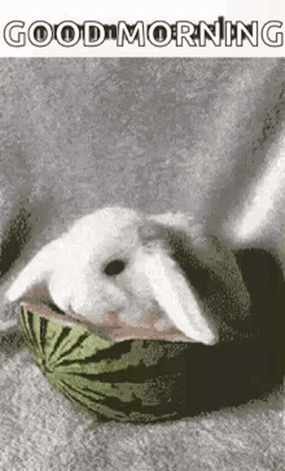 A White Rabbit Is Sitting In A Watermelon And Eating It . GIF