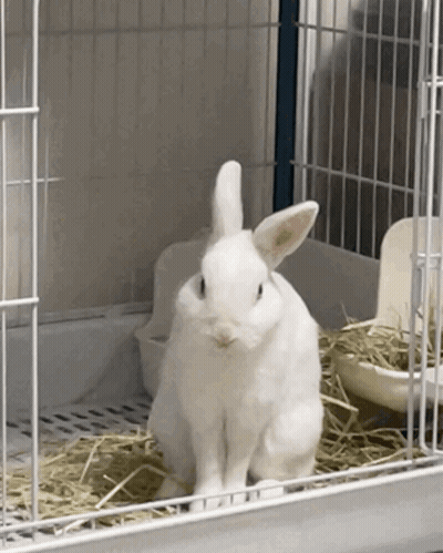 A White Rabbit Is Sitting In A White Cage GIF