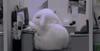 A White Rabbit Is Sitting In Front Of A Computer GIF
