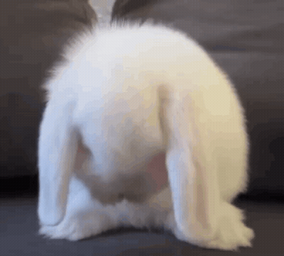 A White Rabbit Is Sitting On Its Back With Its Ears Up . GIF