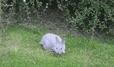 A White Rabbit Is Standing In The Grass Near A Bush And A Sign That Says Lol @ Lol.org GIF
