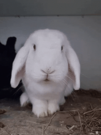 A White Rabbit With A Black Rabbit In The Background Looking At The Camera GIF