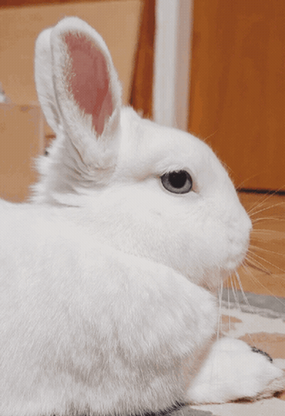 A White Rabbit With Blue Eyes Is Laying Down GIF