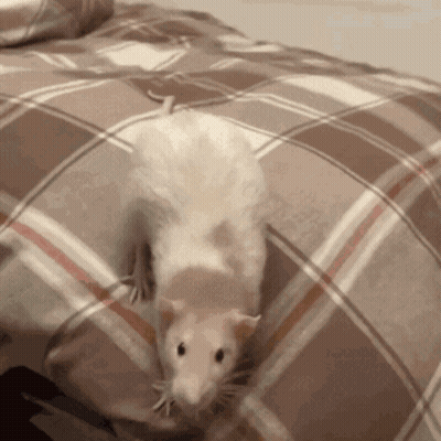 A White Rat Is Sitting On A Bed With A Plaid Blanket GIF