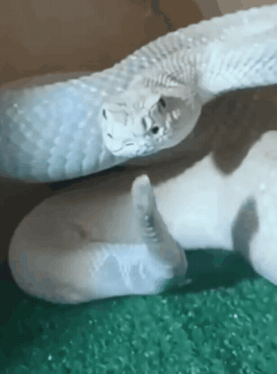 A White Rattlesnake Is Laying On Top Of A Green Carpet . GIF