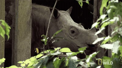 A White Rhino Is Behind A Fence With A National Geographic Wild Logo On The Bottom GIF