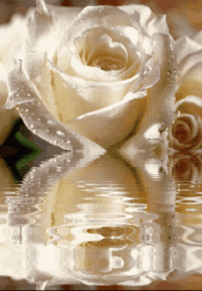 A White Rose Is Reflected In The Water With The Letter B Visible GIF