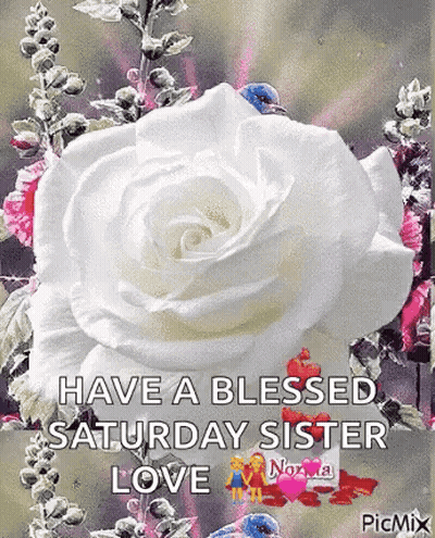 A White Rose With The Words `` Have A Blessed Saturday Sister Love '' GIF