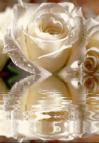 A White Rose With Water Drops On It Is Reflected In A Body Of Water With A Watermark That Says Koelga GIF
