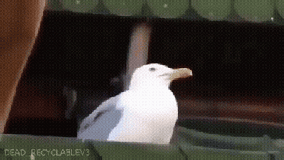 A White Seagull Is Standing On A Green Ledge . GIF