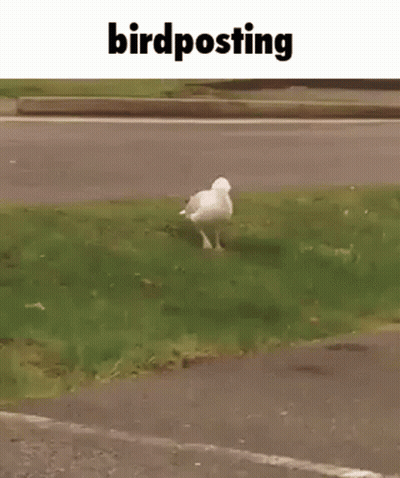 A White Seagull Is Walking Across A Grassy Field . GIF