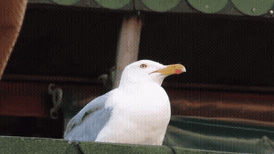 A White Seagull With A Yellow Beak Is Perched On A Roof GIF