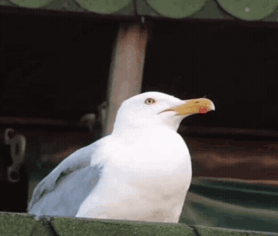 A White Seagull With A Yellow Beak Is Sitting On A Fence . GIF