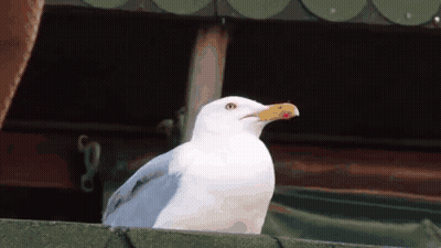 A White Seagull With A Yellow Beak Is Sitting On A Roof GIF