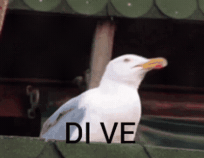 A White Seagull With A Yellow Beak Is Standing In Front Of A Sign That Says " Di Ve " GIF