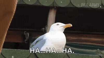 A White Seagull With A Yellow Beak Is Standing Next To A Cat And Says Ha ... Ha ... Ha . GIF